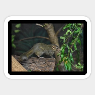 Shrew Sticker